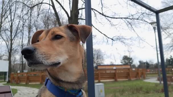 犬は周りを見回す 動物の頭を閉じてください 公園の曇りの春の日には ふわふわの耳を持つモングレール犬が注意深く残っているように見えます 市のペット — ストック動画