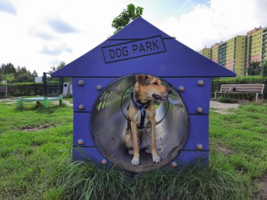 Köpek kapalı çeviklik tünelinde oturur. Şehir hayvanları. Orta ölçekli komik melez köpek çeviklik tarlasında ev şeklinde borusuz görünüyor. Köpek sporu ve antrenmanı. Köpek yaşam tarzı.