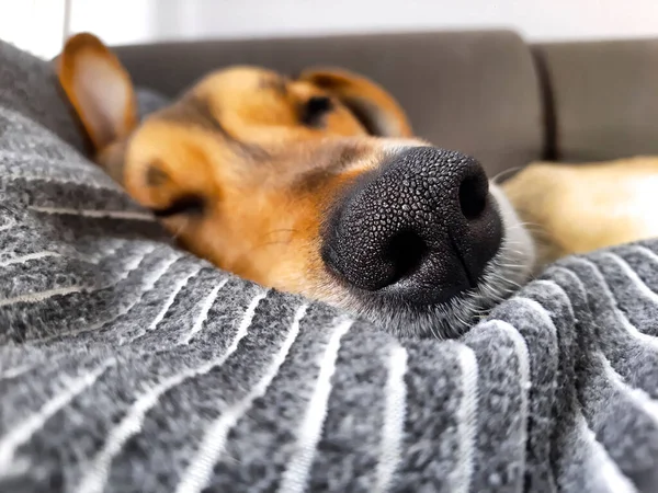 Κοντινό Πλάνο Της Μύτης Του Κοιμισμένου Σκύλου Απεσταλμένο Υπόβαθρο Αστείο — Φωτογραφία Αρχείου