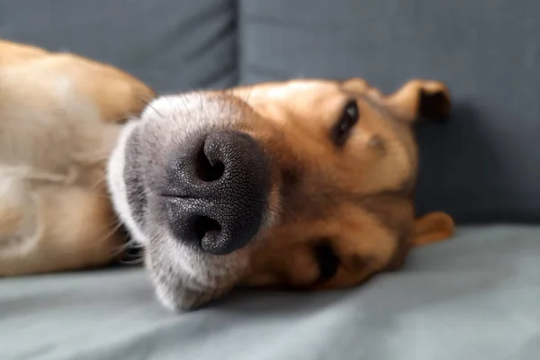 狗的睡眠姿势很滑稽 有选择地专注于动物的鼻子 小杂种在房间的床上打盹 可爱的狗嘴 被撤销的背景 熟睡的动物 — 图库照片