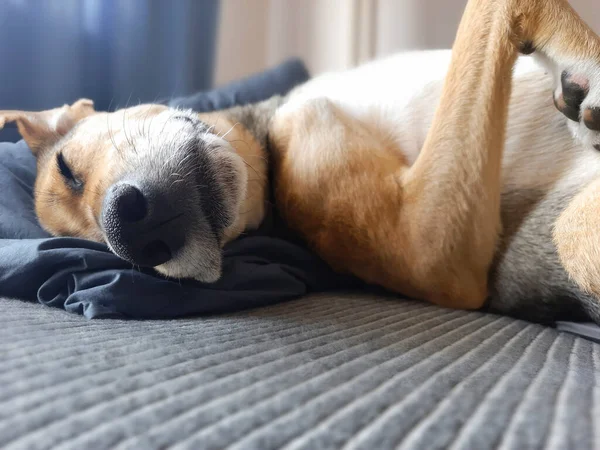 Uyuyan köpek afişi. Odaklanmamış arka plan. Melez dinleniyor. Pençesi yukarıda sırt üstü yatıyor. Köpek kanepede uyuyor. Sıcak ev hayvanı uykusu. Köpek yaşam tarzı.