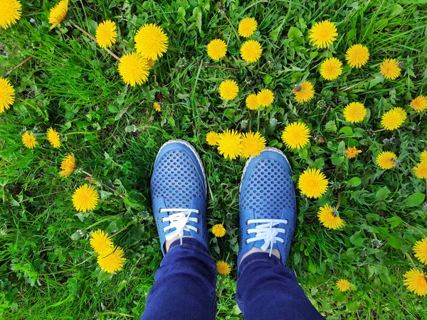 View from above on legs in moccasins on background of grass and dandelions. Women\'s feet in blue shoes and jeans stand on flowering meadow with wild flowers. Country walk on sunny day