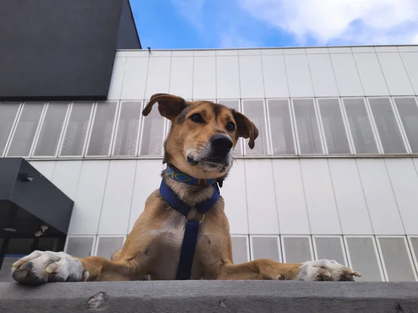 Μικτή Φυλή Σκυλί Φαίνεται Από Ψηλά Φόντο Επιχειρηματικό Κέντρο Κατοικίδια — Φωτογραφία Αρχείου