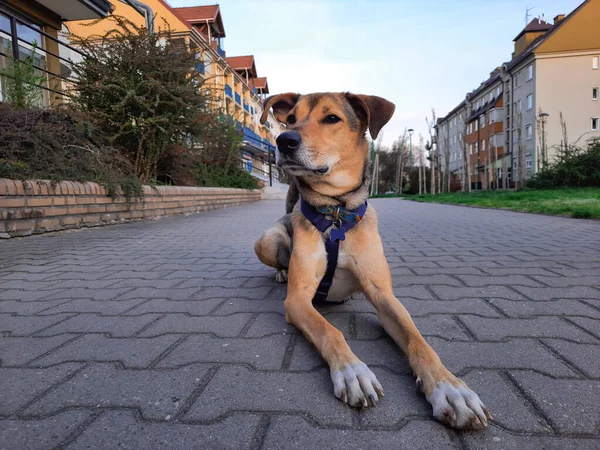 都会の風景を背景に犬 市のペット 面白い犬は ヨーロッパの都市の住宅街の舗装に位置しています 犬のライフスタイル 現代都市のペットの生活 夜の散歩 — ストック写真