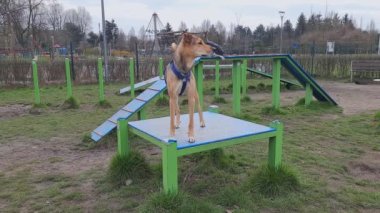 Genç köpek çeviklik için duraklama masasında oturur. Sakin melez köpek platformda durur, sonra oturur ve çeviklik alanında seyreder. Yüksek kalite 4k görüntü