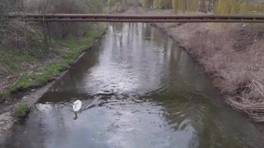 Şehirdeki vahşi kuşların hayatı. Doğa ve şehirleşme. Swan şehir parkında dar nehir boyunca yüzer. Köprüden kuş gözlemi. Yüksek kalite 4k görüntü