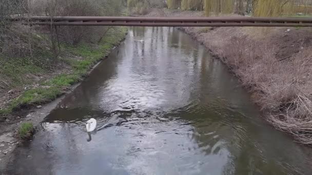 都市の野生の鳥の生活 自然と都市化 市内公園の狭い川に沿って白鳥が泳ぐ 鳥が橋から見ている 高品質4K映像 — ストック動画