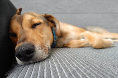 Şirin köpek evdeki kanepede uyuyor. Köpek yaşam tarzı. Melez köpek rahat koltukta uyukluyor. Komik hayvan ve hayvan bakımı. Köpeğin burnuna yakın çekim..