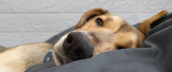 带着有趣的睡狗的横幅 狗的生活方式蒙哥马利狗睡在舒适的枕头上做梦 宠物在家里的舒适 睡个好觉文章 宠物店 动物收容所的标题 — 图库照片