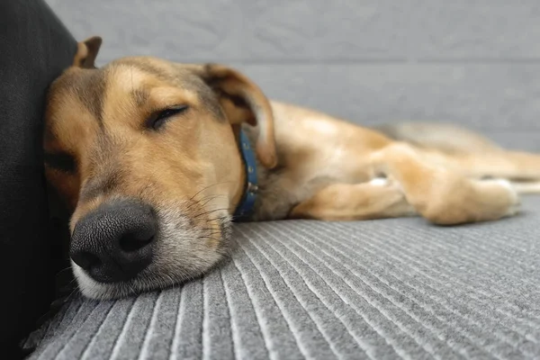 Lindo Perro Duerme Sofá Casa Estilo Vida Mestizo Perro Cansado — Foto de Stock