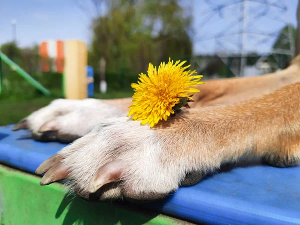 Hondenpoot Met Bloem Close Hondenleven Gele Paardenbloem Ligt Poot Van — Stockfoto