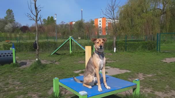 Hassu Koira Hyppää Korkealta Tasolta Ruskea Harmaa Koira Istuu Katselee — kuvapankkivideo