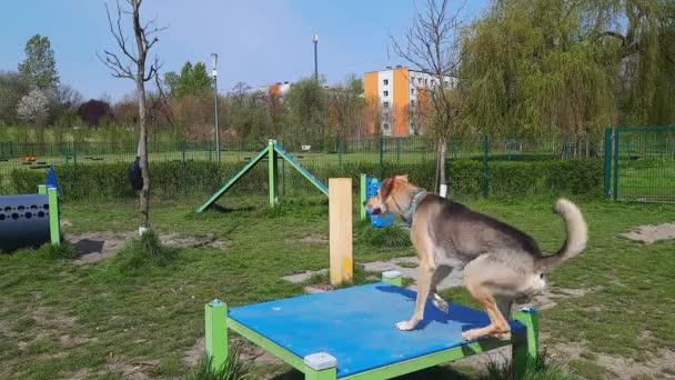 Köpek Parkında Günlük Eğitim Genç Melez Kolayca Masa Molasına Atlar — Stok video