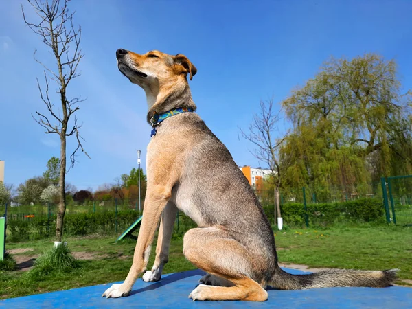 Köpek rüyasında gökyüzüne baktı. Köpek yaşam tarzı. Genç, zayıf, kahverengi melez köpek parkında yaz güneşli bir günde podyumda oturuyor. Şehir hayvanları. Hayvan hakları. Yazı, web sitesi, blog, reklam için şablon.