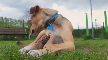 Şirin köpek koklama çubuğu. Hayvanlarda koku alma duyusu. Genç kırma köpek yürürken bir parça ahşabı inceler. Köpekçik apport ile oynuyor. Köpek yaşam tarzı.