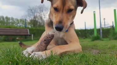 Genç komik köpek yalan söylüyor ve tahta sopayı kemiriyor. Köpek ağaç dalını kemiriyor. Hayvan bakımı konsepti. Hayvan diş temizliği. Köpek apport ile oynuyor. Köpek yaşam tarzı.