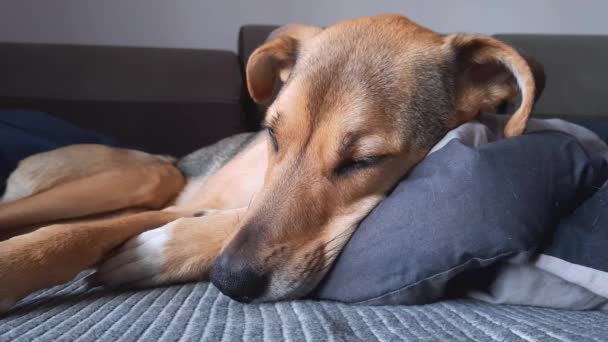 Uykucu Melez Köpek Yatakta Köpek Yaşam Tarzı Şirin Köpek Gözlerini — Stok video