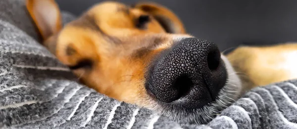 잠자는 불분명 이상하게 강아지 주둥이 사이트 플라이어 동물가게 — 스톡 사진