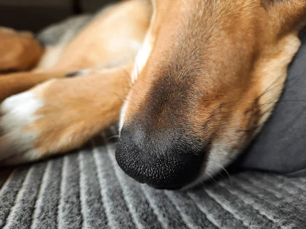 Uyuyan köpeğin burnuna yakın çekim. Kahverengi evcil melez köpeğin büyük siyah burnu. Evcil hayvanların gizli hayatı. Köpek yaşam tarzı. Hayvanın huzurlu uykusu. Normal uyku süresi.