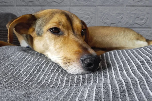 かわいい茶色の犬がベッドの上に横たわっている 接近中だ 犬のライフスタイル モノグレルの犬の銃口ソファの上で休んでいる ペットの秘密の生活 家のペットの快適さ 家に一人で — ストック写真