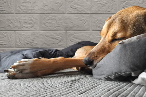 Cozy Home Mood Dog Sleeps Cute Position Bed Mongrel Dog Stock Photo
