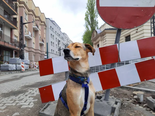 Αστείο Φίμωτρο Σκύλου Κατοικίδια Mongrel Dog Αστεία Θέτει Για Την — Φωτογραφία Αρχείου