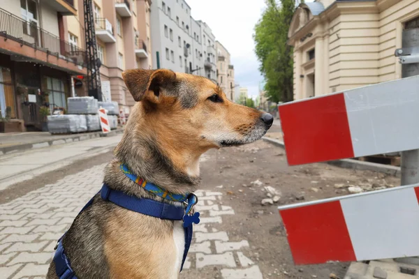 Komik köpek ağızlığı. Seçici odaklanma. Köpek yaşam tarzı. Şehir manzarasının bulanık arka planında genç melez köpeğin yakın plan profili. Saklı Evcil Hayvanlar. Şehir caddesinde tamirat, şehrin yeniden inşası.