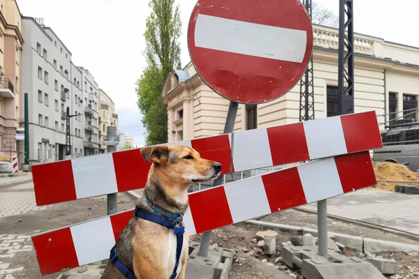 Pies Siedzi Przy Znaku Drogowym Sekretne Życie Zwierząt Zwierzęta Nie — Zdjęcie stockowe