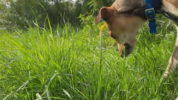 Σκύλος Τρώει Γρασίδι Δίαιτα Καλοκαιρινή Βόλτα Σκύλο Έξω Πράσινο Ψηλό — Αρχείο Βίντεο