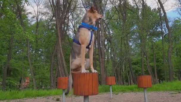 Urban Agility Training Fun Fitness City Dogs Funny Dog Sits — Stock Video