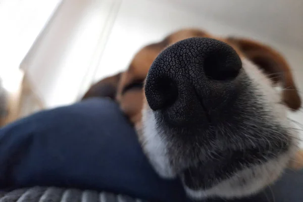 Χαριτωμένο Σκυλί Ξαπλώνει Στο Κρεβάτι Στο Μαξιλάρι Ζωή Σκύλου Αστεία — Φωτογραφία Αρχείου