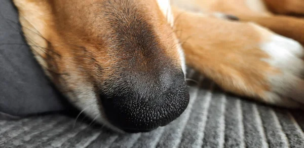 Σκυλίσια Μύτη Κρυμμένες Ζωές Κατοικίδιων Ζώων Φούσκα Σκύλου Ξαπλωμένη Στο — Φωτογραφία Αρχείου