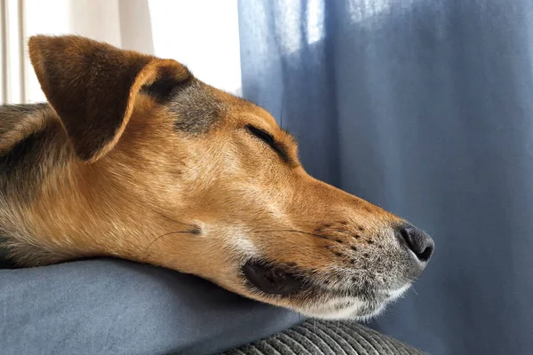 Cão Dorme Posição Engraçada Fundo Desfocado Adormecido Animal Estimação Mongrel — Fotografia de Stock