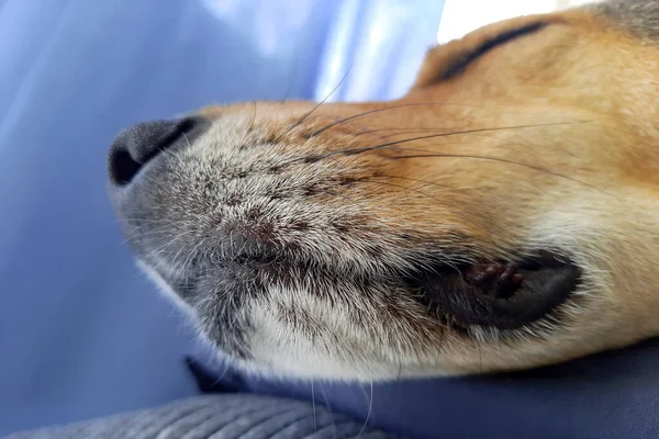 Αστείος Σκύλος Κοιμάται Απεσταλμένο Υπόβαθρο Κλείσε Φίμωτρο Μπάσταρδος Ξεκουράζεται Ξαπλωμένος — Φωτογραφία Αρχείου