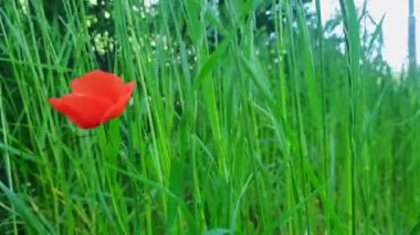 Uzun çimenlerde kırmızı haşhaş. Yazın açan yabani çiçekler. Yazın güneşli bir günde kırmızı gelincikli kır çiçeği tarlası. Doğu Avrupa, Polonya. Kırmızı gelincik, savaş kurbanlarının anılarının sembolü..
