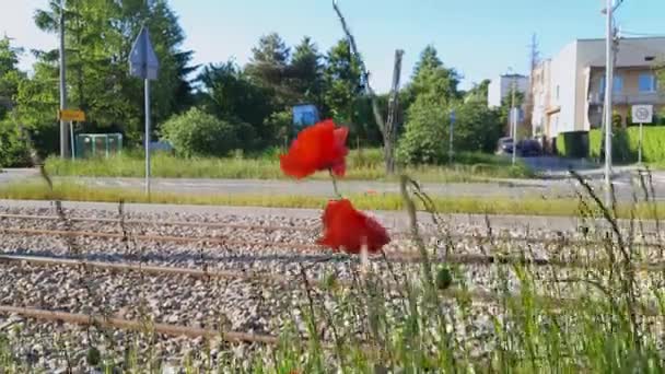 Rote Mohnblumen Vor Dem Hintergrund Der Städtischen Landschaft Wildblumen Wiegen — Stockvideo