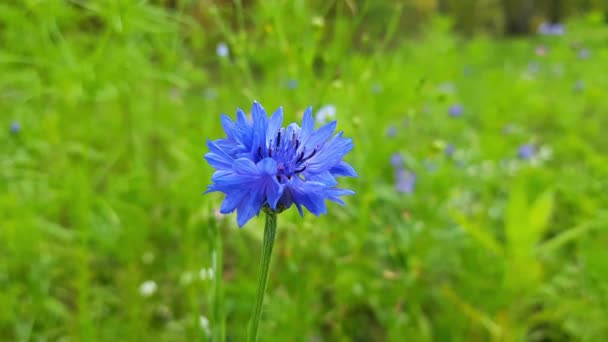 Niebieski Dziki Kwiat Kołysze Się Tle Zielonej Trawy Kwiatowe Tło — Wideo stockowe