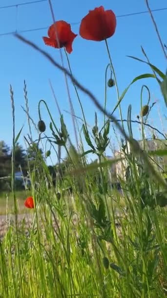 Red Poppies Grow City Street Road Vertical Video Wild Flowers — Stock Video
