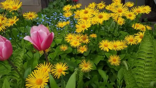 Bright Spring Summer Flowers Garden Floral Background Doronicum Yellow Chamomile — Stock Video