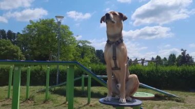 Sakince oturan köpek. Köpek Vücut Dili. Şirin köpek kütüğe oturup köpek parkındaki durumu izliyor. Şehir hayvanları. Saklı Evcil Hayvanlar. Melez köpekle yürüyorum..