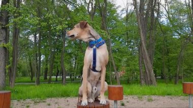 Şirin melez köpek kütüğe oturup parktaki durumu izliyor. Köpek yaşam tarzı. Köpeği gezdirirken dinlen. Şehir hayvanları. Köpek eğitimi. Denge ve sakinlik için egzersiz. Köpeği zinde ve mutlu tutmak