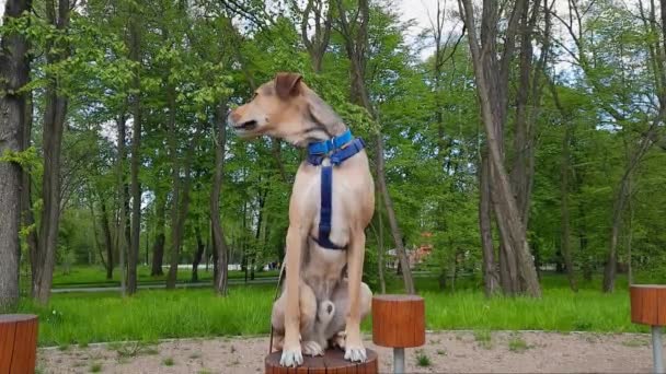 Netter Mischling Sitzt Auf Baumstumpf Und Beobachtet Situation Park Hundeleben — Stockvideo