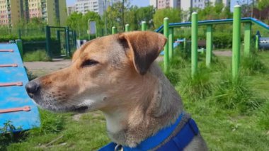 Komik melez köpek ağızlığı. Şirin köpek başını çeviriyor. Vücut dili. Şehrin bulanık arka planına karşı genç kırma köpeğin yakın plan burnu. Köpek yaşam tarzı. Köpek parkında yürürken mutlu bir hayvan.