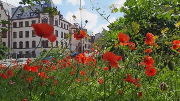 2023 Poland Myslowice 古城舒适的气氛 红罂粟在欧洲古老的历史建筑的背景下盛开 历史市中心 在欧洲旅行 — 图库视频影像