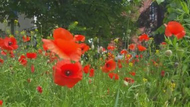Şehirdeki bir çiçek tarlasında gelincikler açıyor. Şehir çiçekleri ve bitkileri. Doğa ve şehir. Yaz seyahati, tatil, hafta sonu kavramı. Güvenli, rahat bir kasaba.