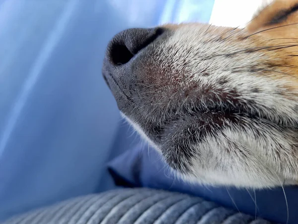 Ωραίο Φίμωτρο Κοιμισμένου Σκύλου Από Κοντά Ηλιόλουστη Μέρα Σιέστα Άνετο — Φωτογραφία Αρχείου