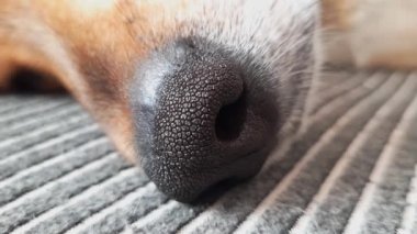 Kahverengi evcil melez köpeğin büyük siyah burnu. Evcil hayvanların gizli hayatı. Köpek yaşam tarzı. Hayvanın huzurlu uykusu. Normal uyku süresi.