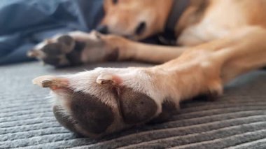 Gürültü ve Çevresel Stresörlerle Mücadele: Kentsel Gelişim Köpeğine Yardım Etmek. Akıl sağlığı için evcil hayvanlara bakıyorum..