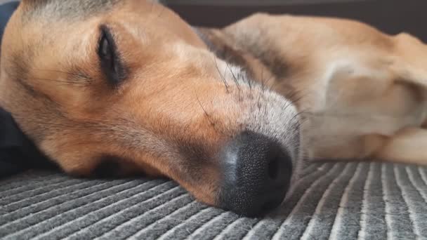 Animal Domestique Dormir Faire Une Sieste Confortable Animaux Domestiques Avoir — Video