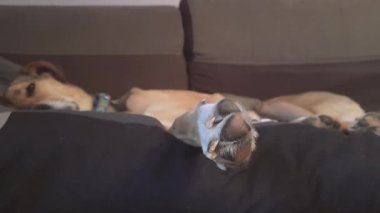 Yataktaki komik uyuyan Pooch pozu. Köpek uykusunda patisini seğiriyor. Evde köpek hayatı. Kentsel çevrede köpek. 